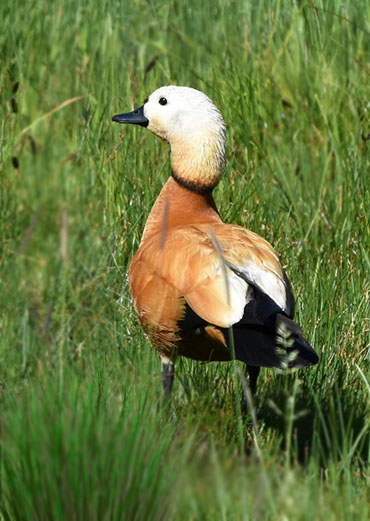 Ruddy Shelduck